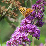 Butterfly in the sun