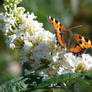Last breath of Summer