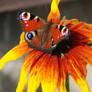 Vivid colors of Indian Summer