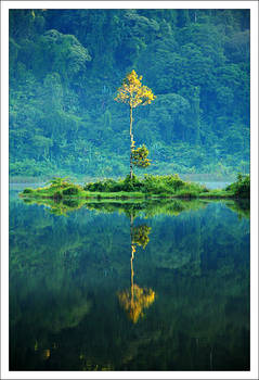 Golden lonely tree