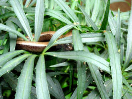 sloworms can climb trees