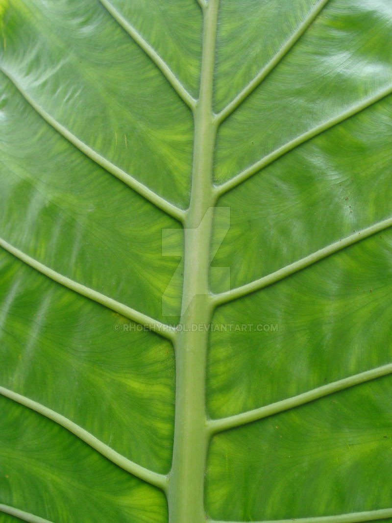 Mega green leaf