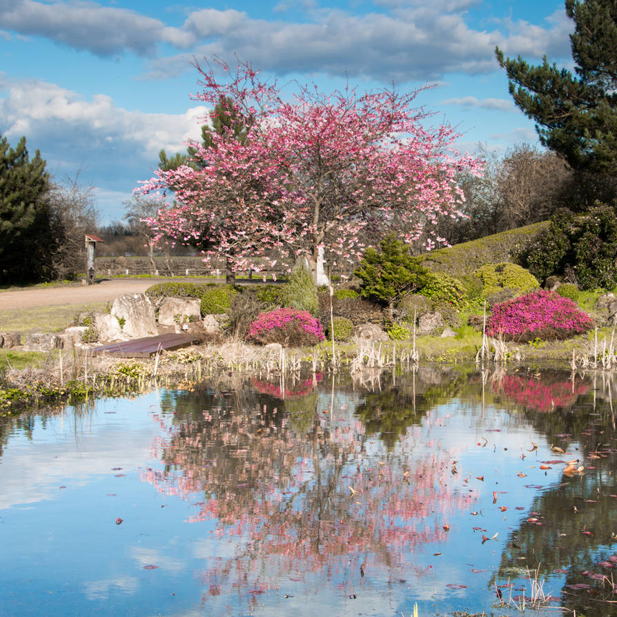 Cherry tree