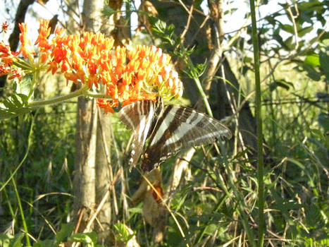 orange flowers and butterfly stripes