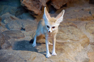 fennec0001