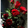 Red Roses