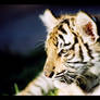 Tiger Cub 2