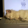 OS-X 10.6 Kitten