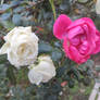 rose,,, come on rose a little from the garden