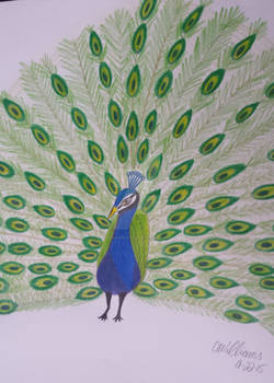 Peacock