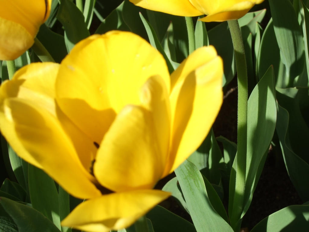 Tulip 2 by combatchuck48 on DeviantArt