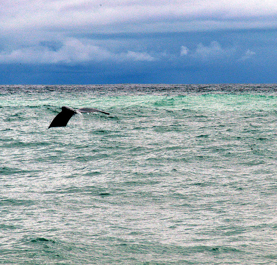 Whale Tail