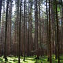 Dark pine forest landscape