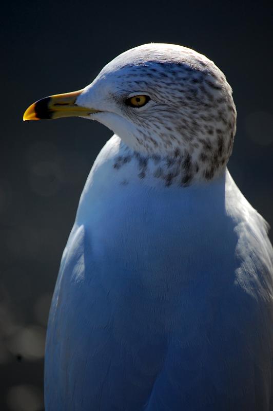 gull