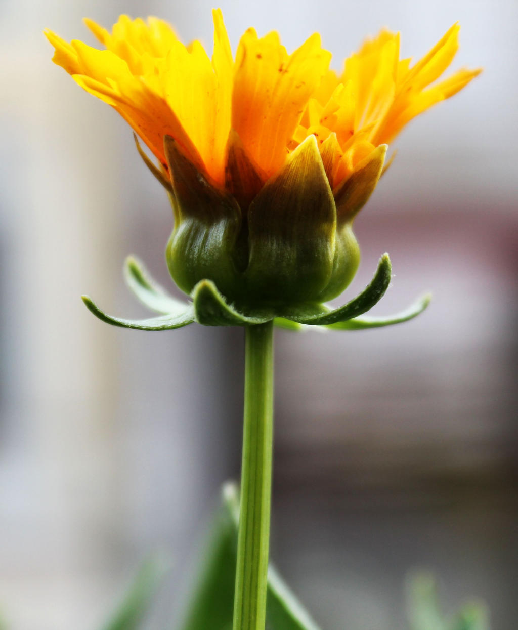 Yellow Blossom