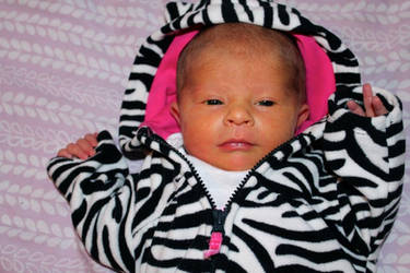 LittleZebra