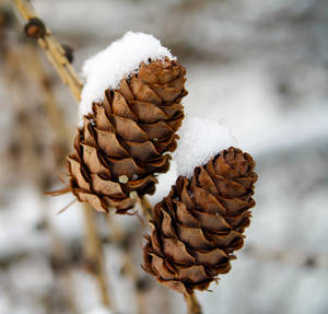 cones