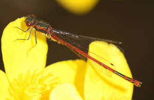 Red dragonfly