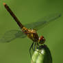 Sympetrum danae 005