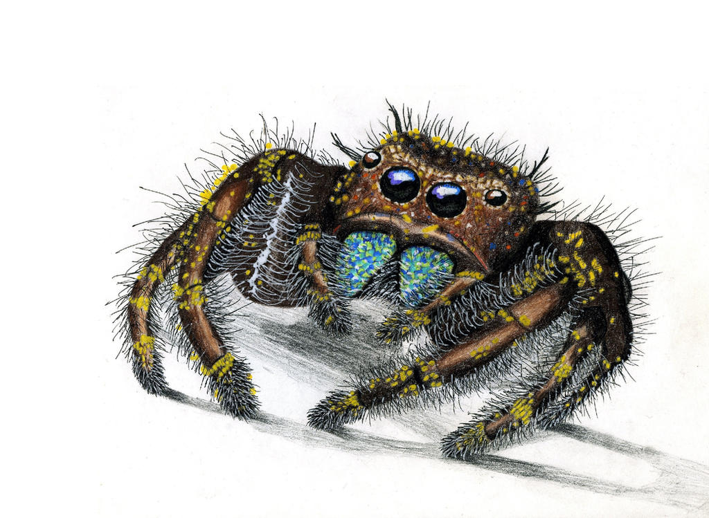 Spider Insect Deviantart Spider by lliliyal on DeviantArt