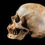 Terrible human skull isolated on black background