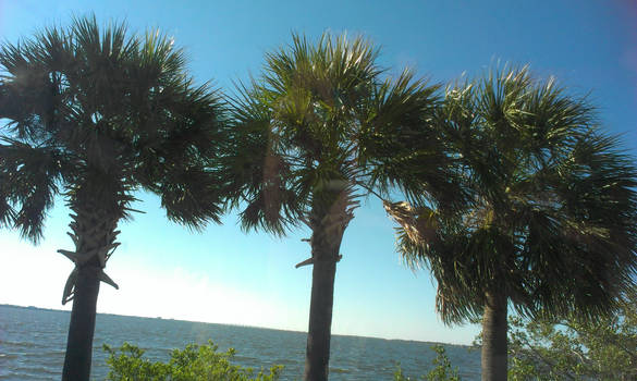 Palm trees at Melbourne Beach!