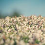 ocean of flowers.