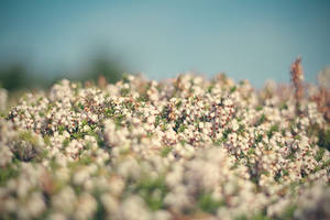 ocean of flowers.