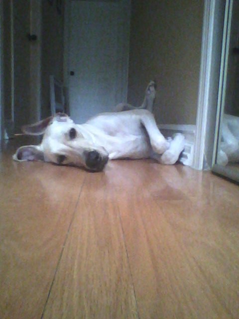 My silly dog sleeping