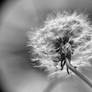 Macro HDR of a dandelion