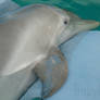 Winter the dolphin one