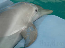 Winter the dolphin one