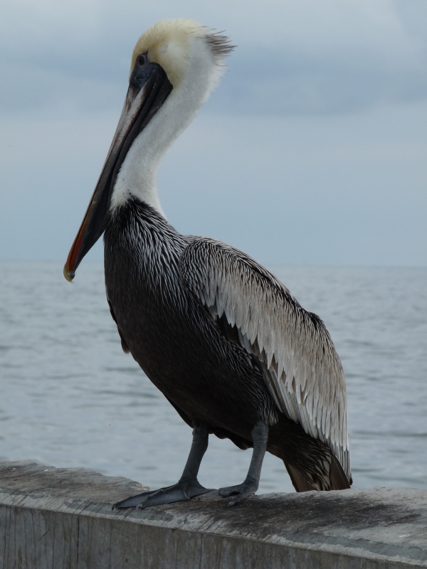 Pelican