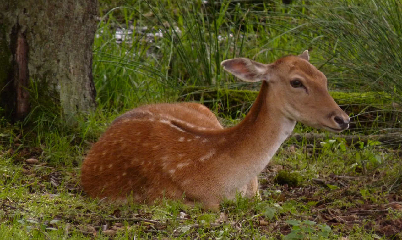 Bambi