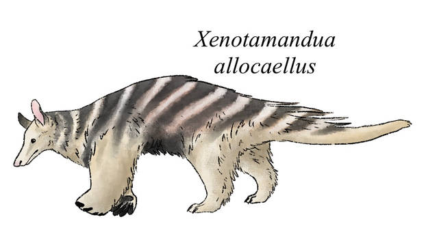 Xenotamandua allocaellus by palerelics