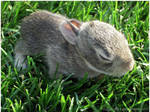 Baby Bunny by Sugargrl14