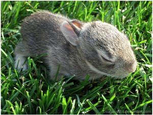 Baby Bunny