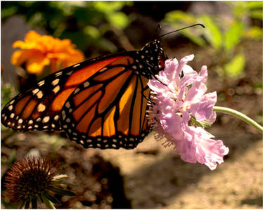 Monarch Butterfly