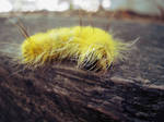 Fuzzy Little Caterpillar by Sugargrl14