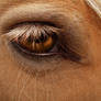 Horse's Eye