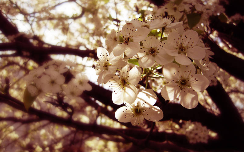 Spring Flowers by Sugargrl14