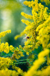 Little Honey Bee