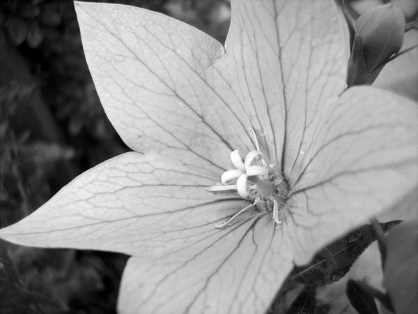 Balloon Flower