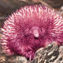 Beware The Pink Echidna