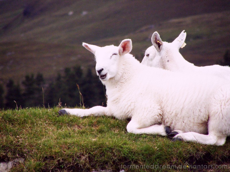 Smiling sheep