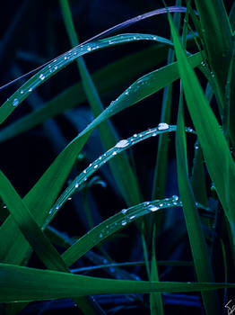 Dew drops on grass leaves