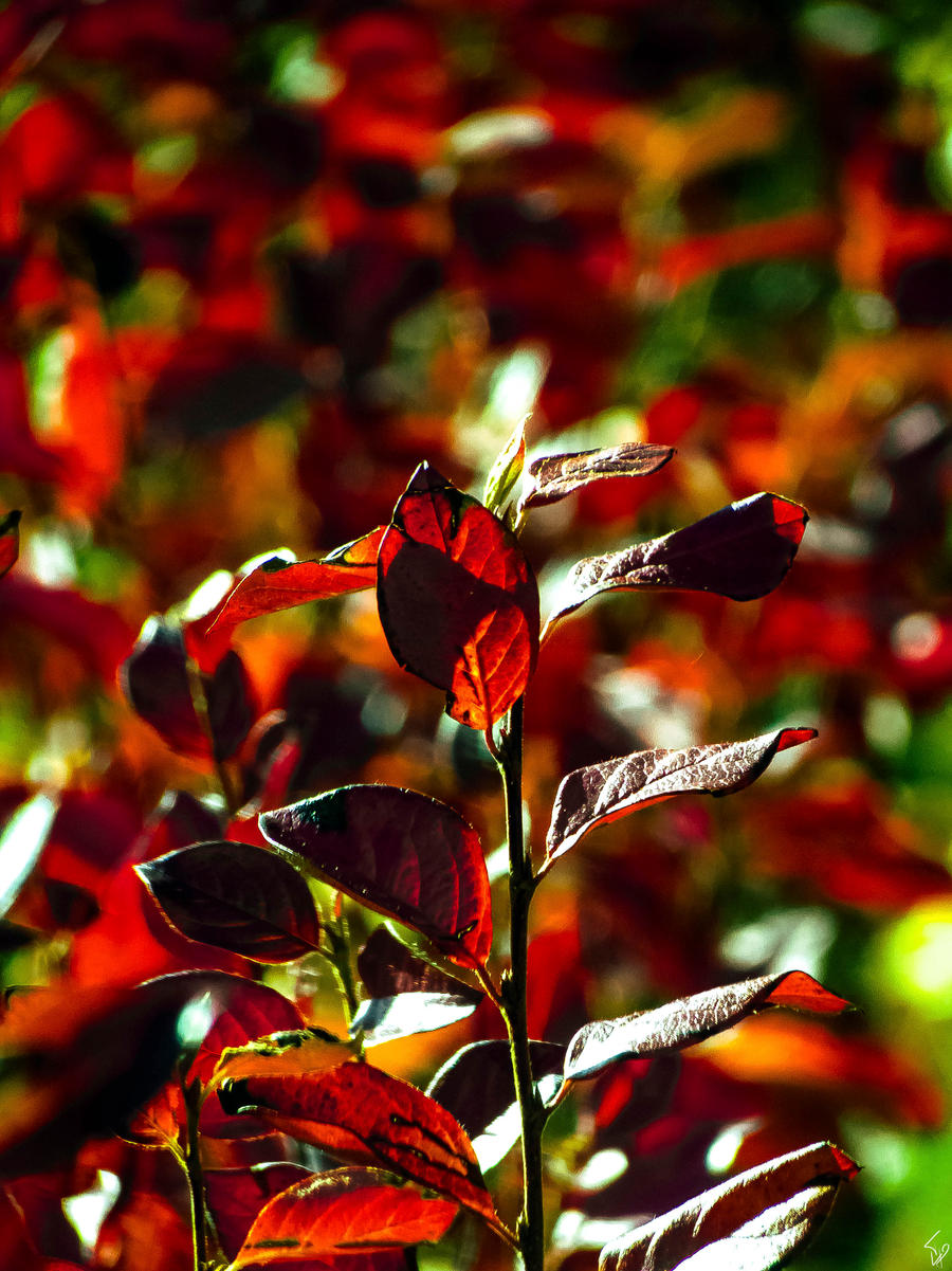 Cotinus by Telais on DeviantArt