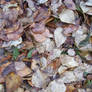 Leaves Texture