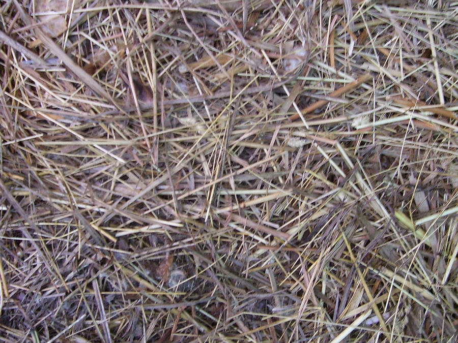 Hay Texture