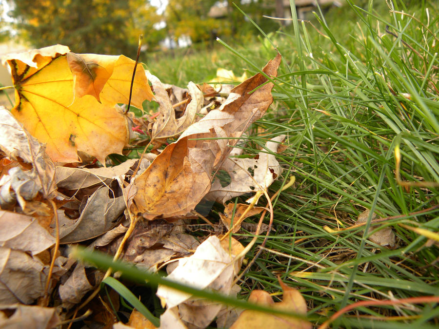 leaves in the fall